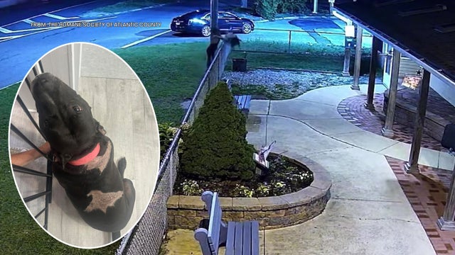 Man throws fourth dog over fence at NJ humane society in heartbreaking video