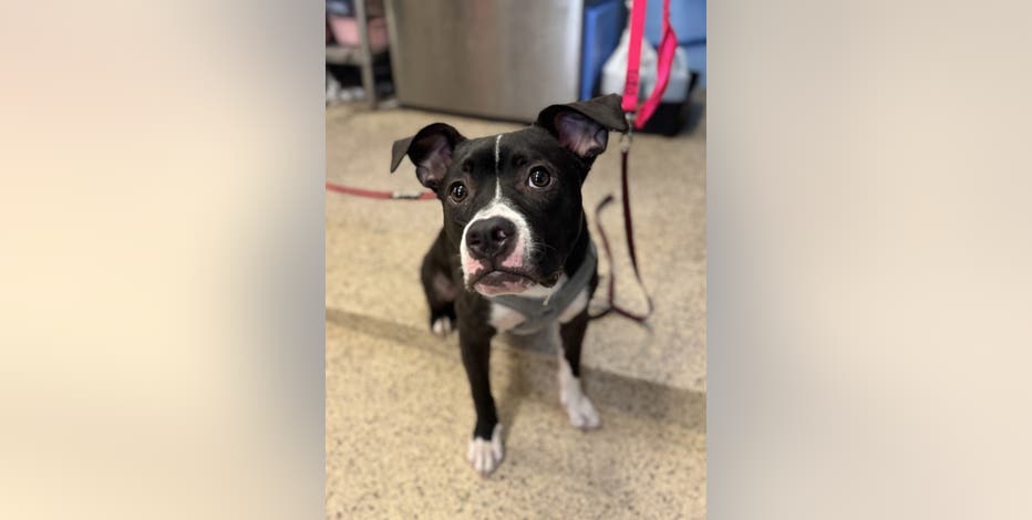 Dog rescued by Pennsylvania SPCA after video of abuse goes viral