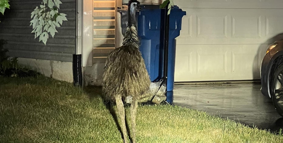 Emu spotted wandering Bucks County neighborhood reunited with owner