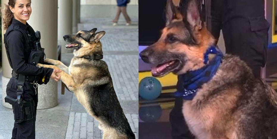 Temple police K9 Chandler passes away weeks after 10th birthday