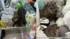 Groundhog found hiding inside claw machine at Pennsylvania mini golf course