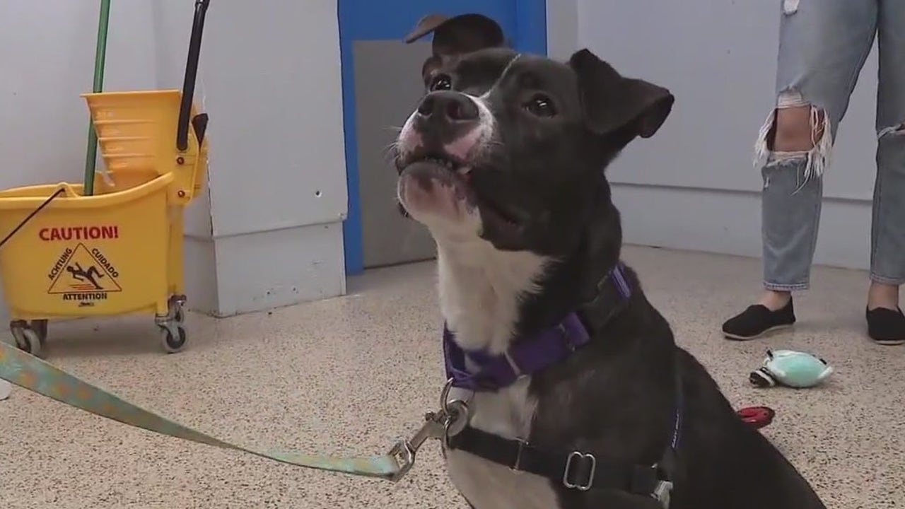 Dog rescued after abuse video shared online awaits ‘forever’ home