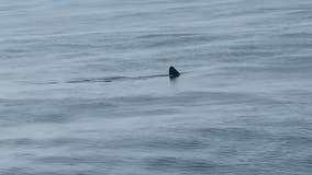 Rare sharks spotted twice at these Jersey Shore beaches