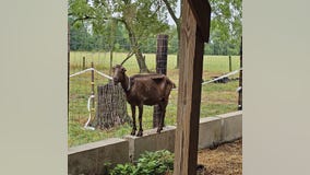 More than 100 animals found sick, dying at Narrow Way Farm rescued by Bucks County SPCA