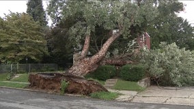 Downed tree falls on home as severe weather plows through Philadelphia area