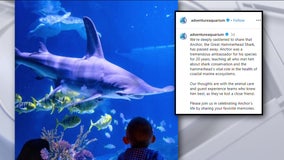 Largest shark at Adventure Aquarium in Camden dies: 'They lost a close friend'