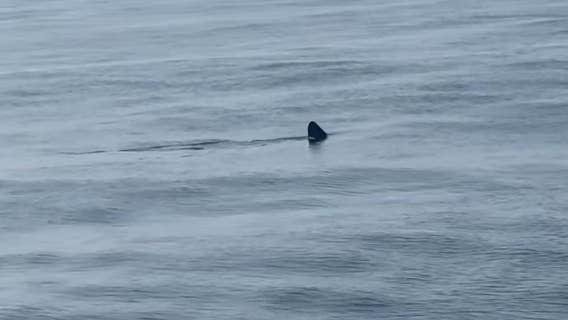 Rare sharks spotted twice at these Jersey Shore beaches
