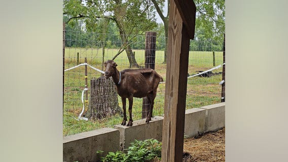 More than 100 animals found sick, dying at Narrow Way Farm rescued by Bucks County SPCA