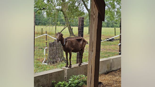 More than 100 animals found sick, dying at Narrow Way Farm rescued by Bucks County SPCA