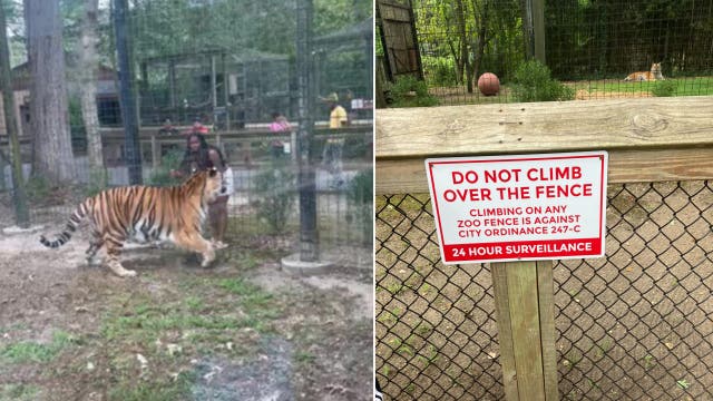 Woman charged for jumping fences of tiger, bear enclosures at NJ zoo