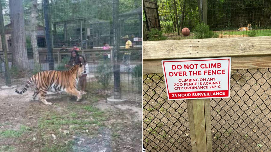 Video: Woman wanted for jumping fence at NJ zoo trying to 'entice' tiger