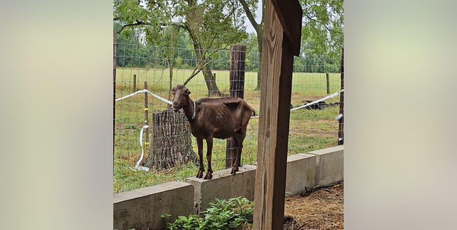 More than 100 animals found sick, dying at Narrow Way Farm rescued by Bucks County SPCA