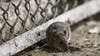 Philadelphia ranked among America's 10 most rat infested cities