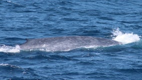 Large blue whale spotted off Cape May coast in rare sighting