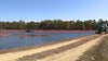 Drought conditions causing costly issues for New Jersey cranberry farm