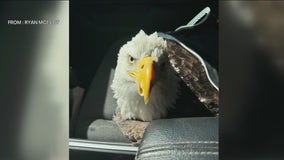 Eagles fan goes viral after rescuing injured bald eagle from Florida highway