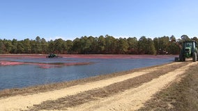 Drought conditions causing costly issues for New Jersey cranberry farm