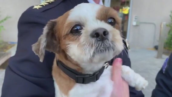 Scruffy, stray dog found wandering Temple University building finds new home with officer