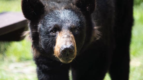 Controversial black bear hunting season begins in NJ as population surges