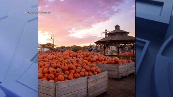 This local pumpkin patch was recently ranked best in the country