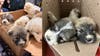 Box of puppies found abandoned at Pennsylvania park just days before Christmas