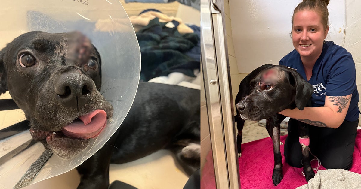 Dog survives after being found shot in the head in Philadelphia ...