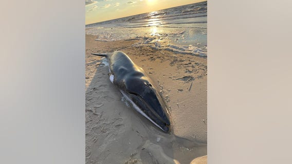 Whale found washed ashore on Sunset Beach in Cape May