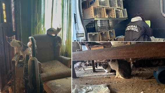 Nearly 30 cats rescued from dilapidated home in Philadelphia