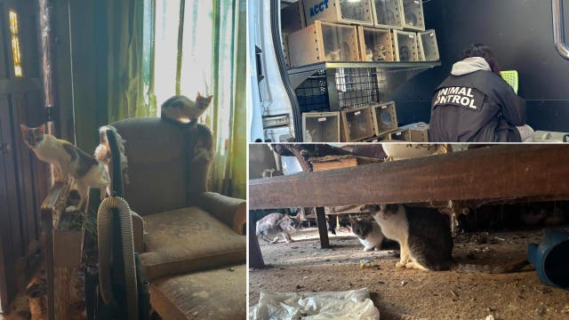Nearly 30 cats rescued from dilapidated home in Philadelphia
