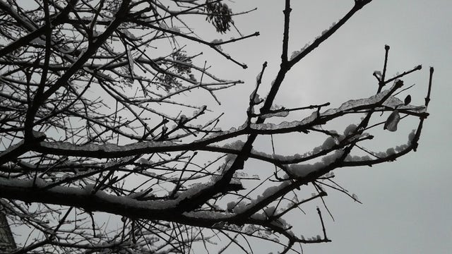 White Christmas in 2024? Find out where you can find snow