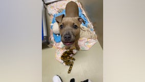 Rabid puppy euthanized after being dumped on Philadelphia street: officials