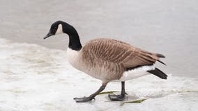 Philadelphia reports first suspected case of bird flu found in ill snow goose
