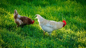 First bird flu case in PA found on Lehigh County poultry farm: officials