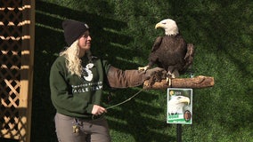 Meet the real live Eagles mascot during Super Bowl pep rally at Elmwood Park Zoo