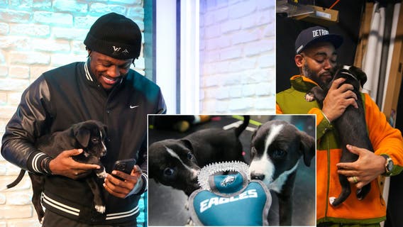 Eagles covering adoption fees for fans at these animal shelters