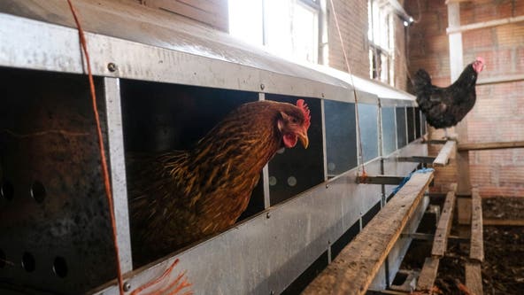 Delaware reports first case of H5 avian influenza detected on Kent County farm