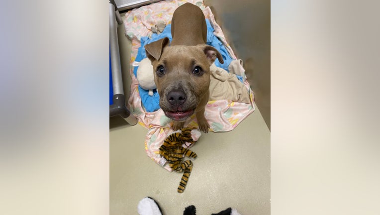Rabid pet euthanized after being dumped on Philadelphia side road: officers Rabid pet euthanized after being dumped on Philadelphia side road: officers