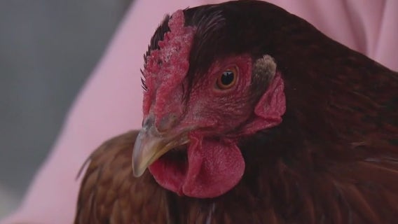 South Jersey homeowner, HOA in fight over emotional support chickens