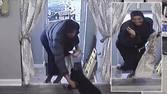 German Shepherd puppy stolen from Pennsylvania pet shop by smiling suspect: police