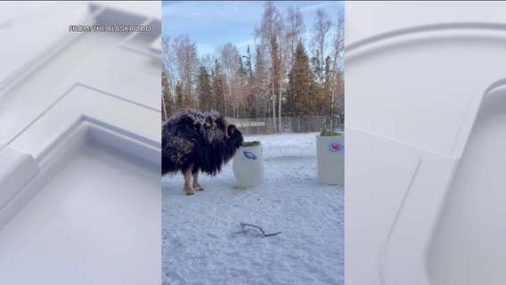 Watch: Musk Ox at Alaska zoo picks Eagles to win Super Bowl