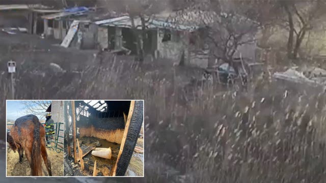 Arson suspect wanted for Philly stable fire that killed 2 horses, burned several more