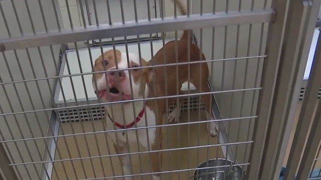 Eagles Super Bowl: Birds covering adoption fees through Super Bowl Sunday at 3 shelters