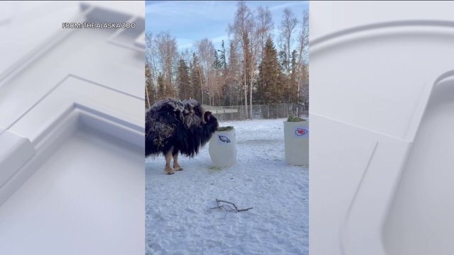 Watch: Musk Ox at Alaska zoo picks Eagles to win Super Bowl
