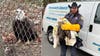 Injured bald eagle rescued from busy New Jersey highway