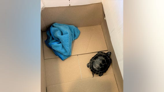 Live turtle found in Pennsylvania man's pants at NJ airport