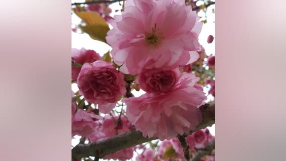 Cherry blossoms 2025: Where can you find the best places to see cherry trees