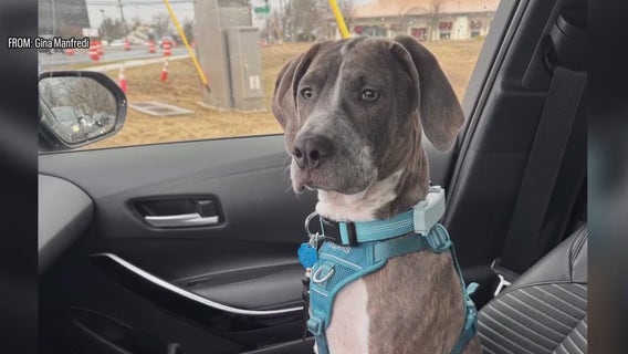 Puppy rescued by high-tech drone team in South Jersey