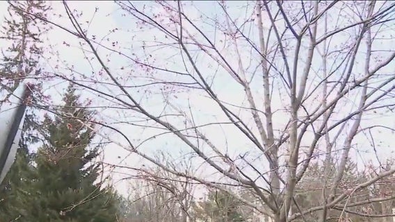 Pollen allergies are back: Why are they so severe; tips to feel better