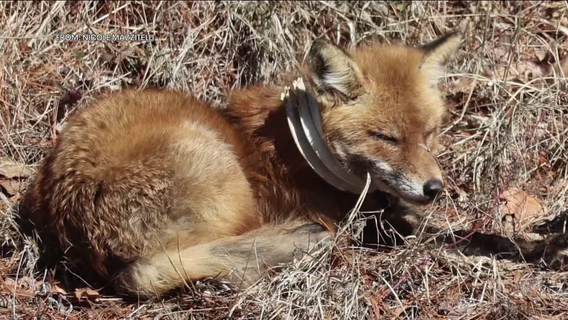Injured fox trapped in plastic may be pregnant; South Jersey police asking for help