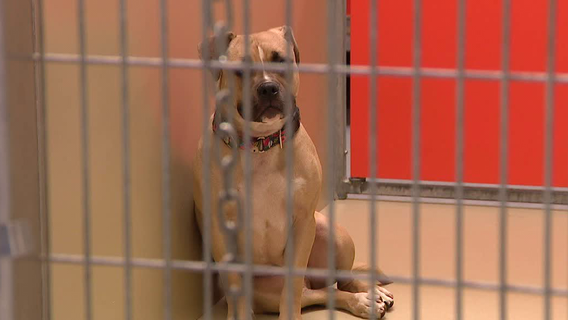 ACCT Philly reduces adoption fees to help clear full kennels: 'At a breaking point'